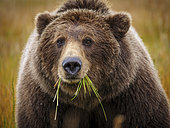Coastal brown bear, also known as Grizzly Bear (Ursus Arctos) feeding on grass. South Central Aaska. United States of America (USA).