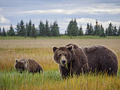 Coastal brown bear, also known as Grizzly Bear (Ursus Arctos) female and cub. South Central Alaska. United States of America (USA).