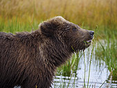Coastal brown bear, also known as Grizzly Bear (Ursus Arctos) cub feeding on grass. South Central Alaska. United States of America (USA).