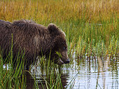 Coastal brown bear, also known as Grizzly Bear (Ursus Arctos) cub feeding on grass. South Central Alaska. United States of America (USA).