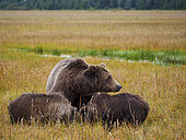 Grizzly (Ursus Arctos) ourse et ses oursons. Centre-sud de l'Alaska. USA