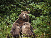 Coastal brown bear, also known as Grizzly Bear (Ursus Arctos) nursing cubs. South Central Alaska. United States of America (USA).