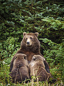 Grizzly (Ursus Arctos) ourse allaitant ses oursons. Centre-sud de l'Alaska. USA