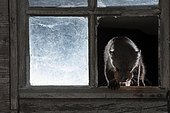 Beech marten (Martes foina) with chicken egg at the window of a barn, at night, Rhineland-Palatinate, Germany, Europe