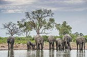 African elephants (Loxodonta africana), herd with young animals drinking at a waterhole, Savuti, Chobe National Park, Chobe District, Botswana, Africa