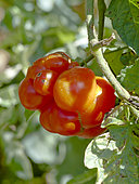 Tomate 'Voyage