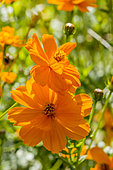 Cosmos sulphureus 'Carioca'