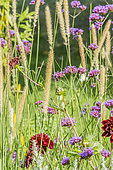 Verbena bonariensis, Pennisetum macrourum