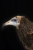 Immature Egyptian vulture (Neophron percnopterus) on black background, Saudi Arabia