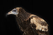 Immature Egyptian vulture (Neophron percnopterus) on black background, Saudi Arabia