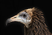 Immature Egyptian vulture (Neophron percnopterus) on black background, Saudi Arabia