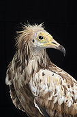 Egyptian vulture (Neophron percnopterus) on black background, Saudi Arabia