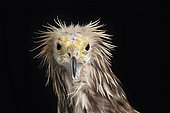 Egyptian vulture (Neophron percnopterus), facing head on black background, Saudi Arabia
