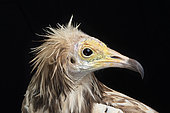 Egyptian vulture (Neophron percnopterus), head's side view on black background, Saudi Arabia