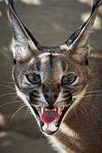 Portrait of Caracal (Caracal caracal), open mouth, Saudi Arabia