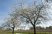 Prunus avium Vanda ®