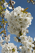 Prunus avium Vanda ®