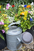 Mixed summer bouquet from garden
