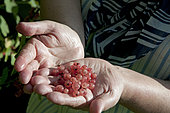 Harvesting red currant