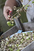 Cutting seed heads for keeping seeds