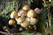 Hypholoma fasciculare