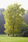 Juglans nigra