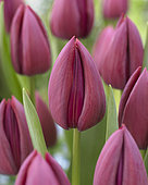 Tulips 'Endurance' in bloom in a garden