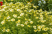Coreopsis verticillata 'Full Moon'