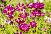 Cosmos bipinnatus 'Pied Piper Red'