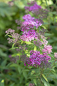 Japanese meadowsweet (Spiraea japonica)