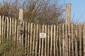 Use of chestnut lattice fences to protect the dune, winter, Wissant, France