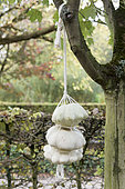 Scallop squash hanging on a tree for Halloween, autumn, Somme, France