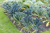 Ornamental vegetable cabbage 'Noir de Toscane', autumn, Somme, France