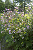Japanese Anemone (Anemone tomentosa) 'Robustissima' in bloom in a garden, summer, Moselle, France