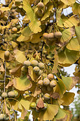 Ginkgo Biloba in fruit in a garden, autumn, France