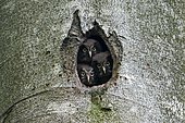 Tengmalm's Owl (Aegolius funereus) chicks at nest in a natural cavity in a trunk, Ardennes, Belgium