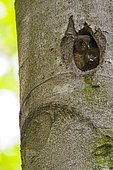 Tengmalm's Owl (Aegolius funereus) chicks at nest in a natural cavity in a trunk, Ardennes, Belgium
