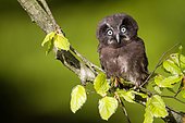Tengmalm's Owl (Aegolius funereus) on a branch, Ardennes, Belgium