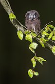 Tengmalm's Owl (Aegolius funereus) on a branch, Ardennes, Belgium