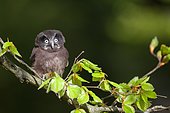 Tengmalm's Owl (Aegolius funereus) on a branch, Ardennes, Belgium