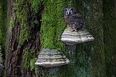 Tengmalm's Owl (Aegolius funereus) on a Braket fungus on a trunk, Ardennes, Belgium