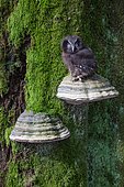 Tengmalm's Owl (Aegolius funereus) on a Braket fungus on a trunk, Ardennes, Belgium
