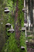 Tengmalm's Owl (Aegolius funereus) on a Braket fungus on a trunk, Ardennes, Belgium