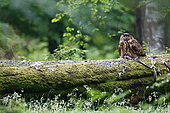 Eagle Owl (Bubo bubo) devouring a Western Buzzard (Buteo buteo)on a branch in the forest, Ardennes, Belgium
