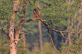 Eagle Owl (Bubo bubo) on a branch in the forest, Ardennes, Belgium