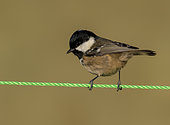 Coal tit (Periparus ater) perched on a green string, England