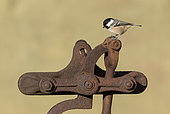 Coal tit (Periparus ater) perched on a rusty piecce of metal, England
