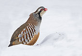 Red-legged partridge (Alectoris rufa)standing in the snow and calling