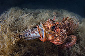 Scorpionfish (Scorpaena sp.) swallowing fish prey, Tyrrhenian Sea