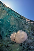 Jellyfish (Rhizostoma pulmo) with Com jellies, Gulf of Naples, Tyrrhenian Sea, Italia